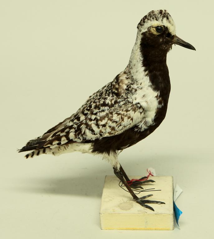 animal naturalisé : oiseau : Pluvier argenté