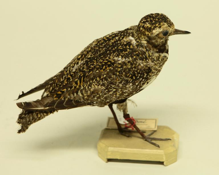 animal naturalisé : oiseau : Pluvier doré