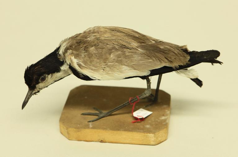 animal naturalisé : oiseau : Vanneau éperonné