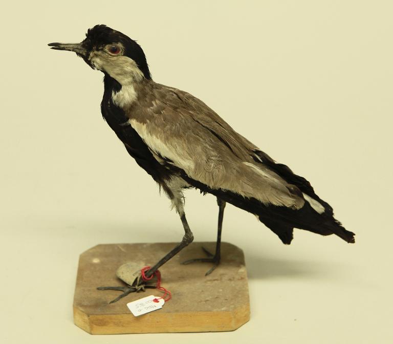 animal naturalisé : oiseau : Vanneau éperonné