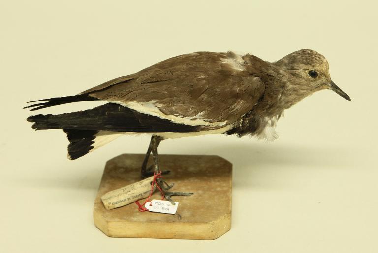 animal naturalisé : oiseau : Vanneau à ailes noires