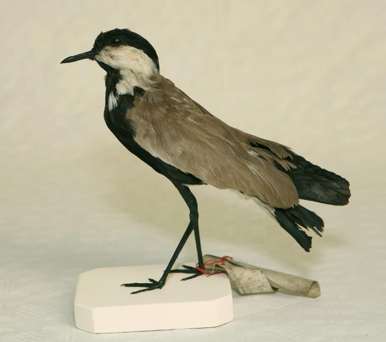 animal naturalisé : oiseau : Vanneau éperonné