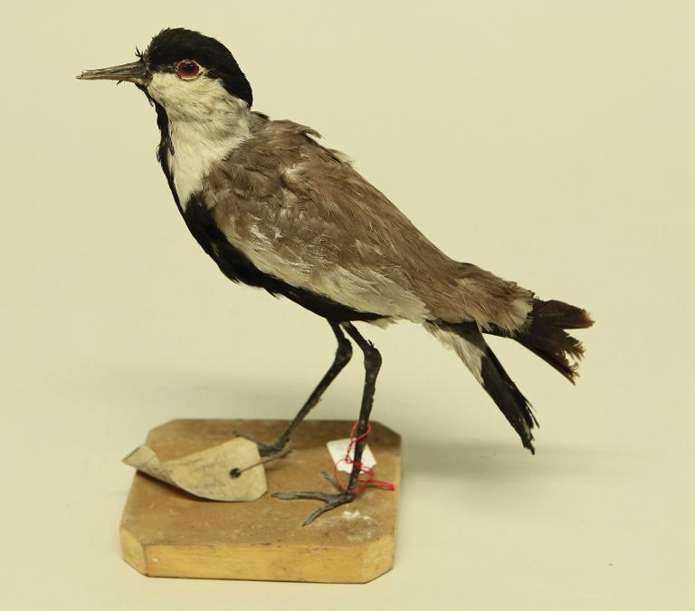 animal naturalisé : oiseau : Vanneau éperonné