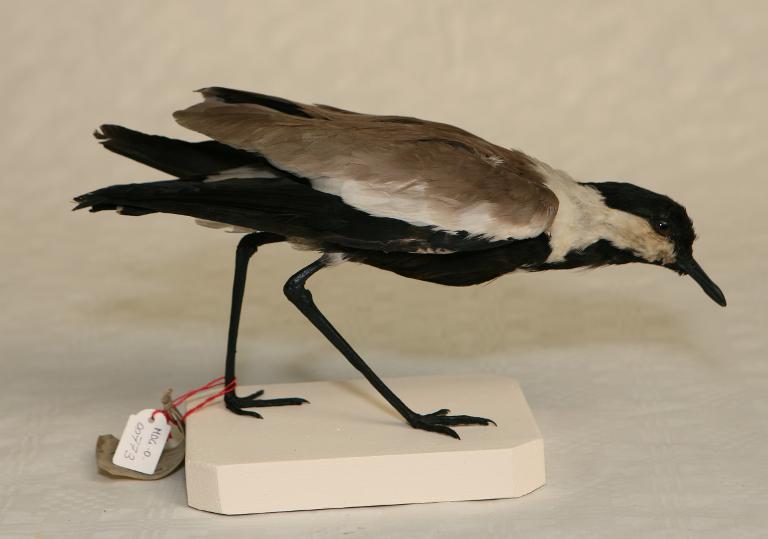 animal naturalisé : oiseau : Vanneau éperonné