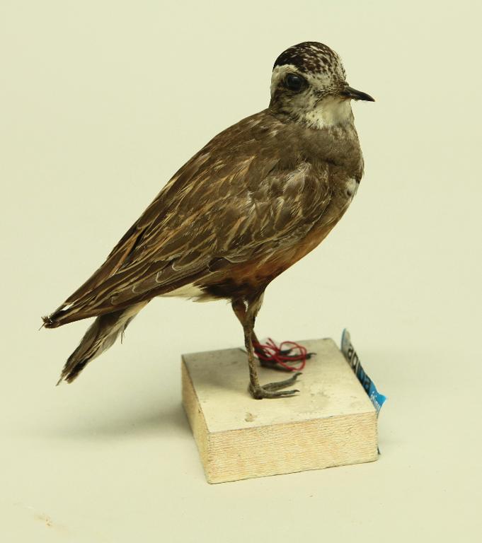 animal naturalisé : oiseau : Pluvier guignard