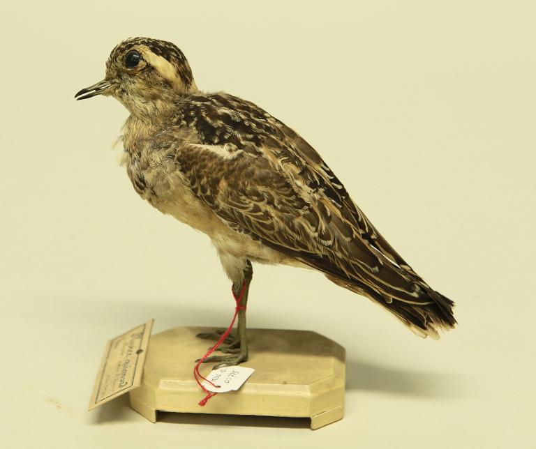 animal naturalisé : oiseau : Pluvier guignard