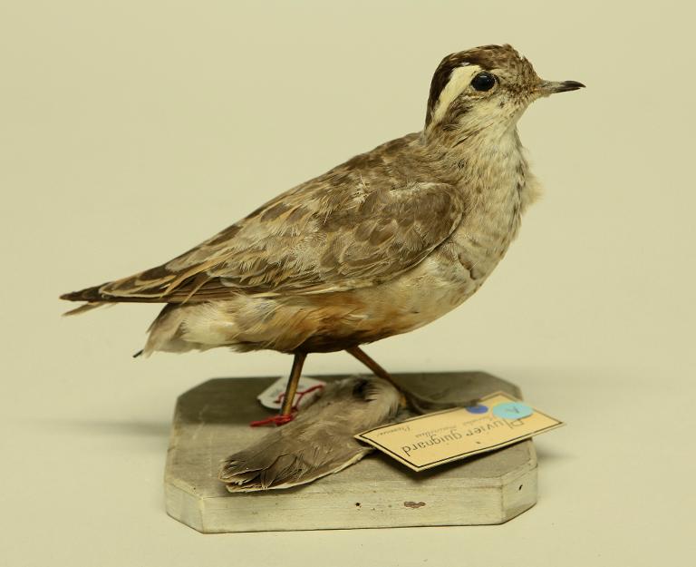 animal naturalisé : oiseau : Pluvier guignard