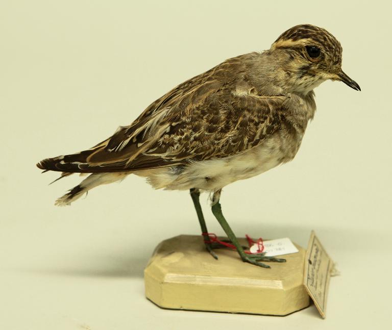 animal naturalisé : oiseau : Pluvier guignard