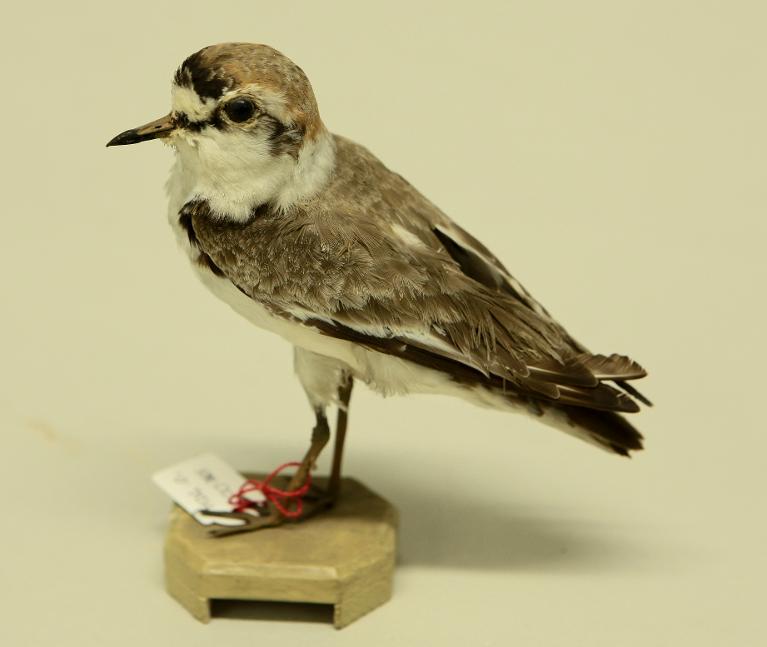 animal naturalisé : oiseau : Gravelot à collier interrompu