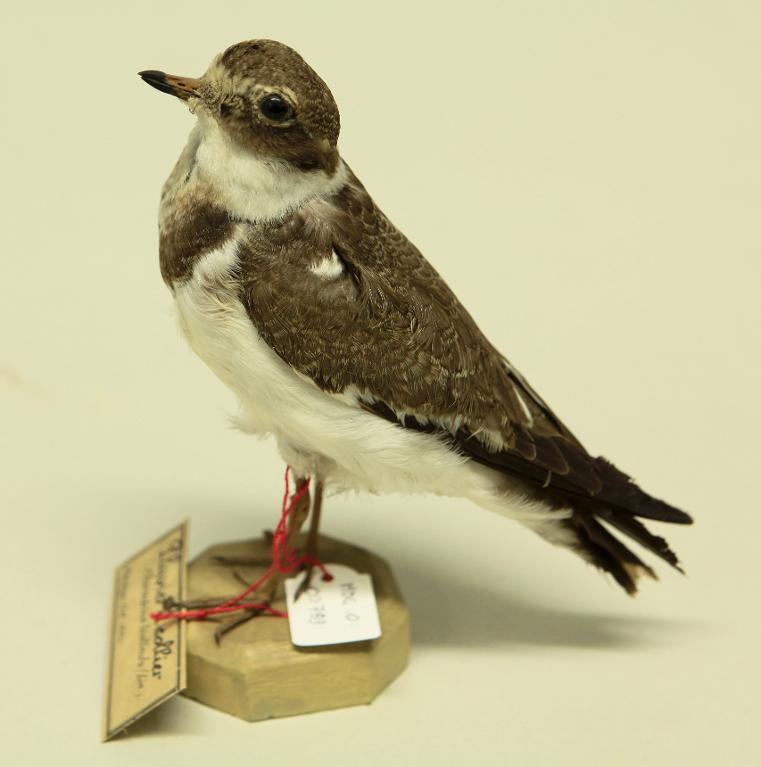 animal naturalisé : oiseau : Grand gravelot