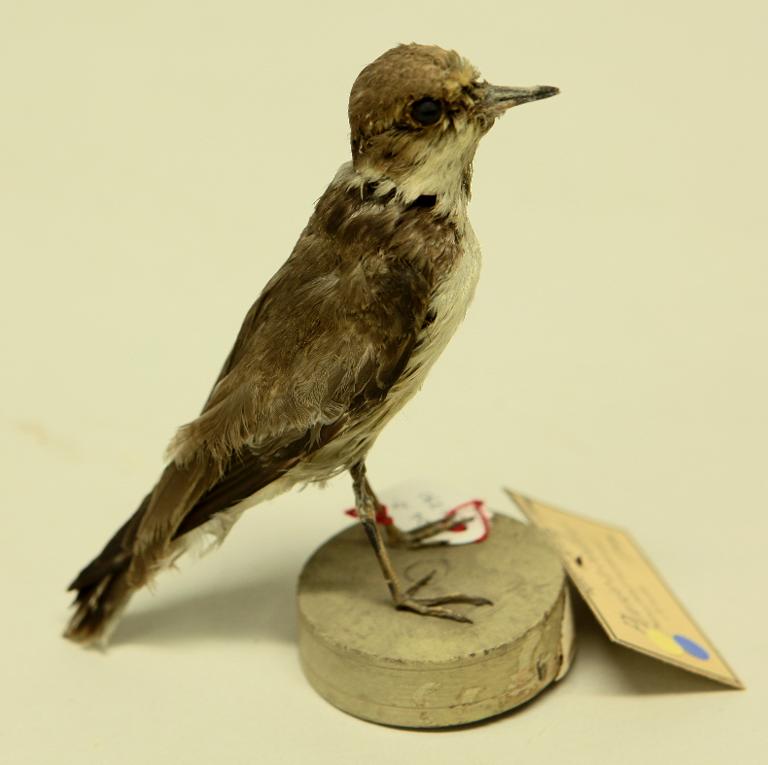 animal naturalisé : oiseau : Gravelot à collier interrompu