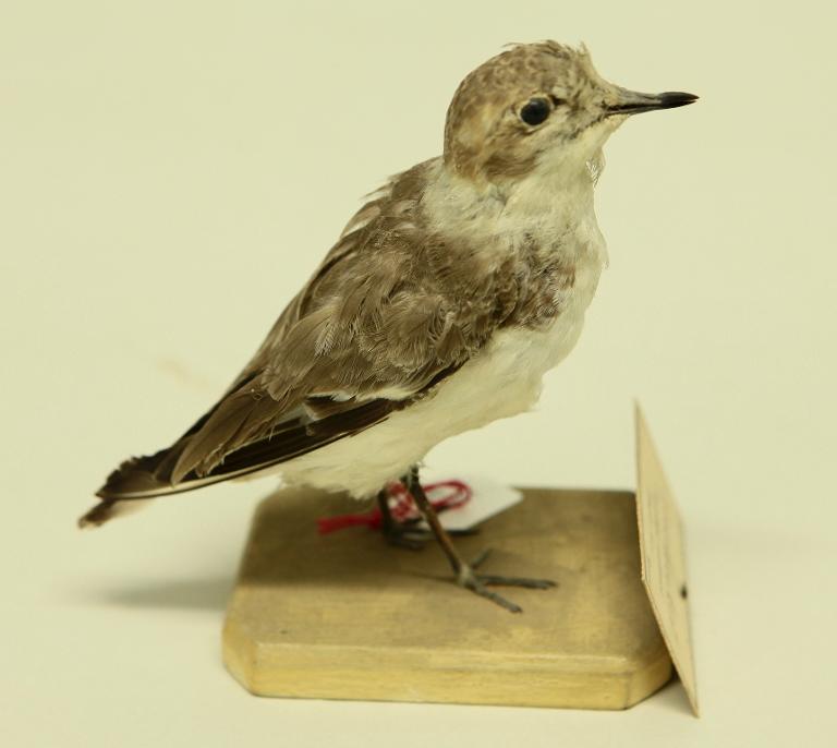 animal naturalisé : oiseau : Gravelot à collier interrompu