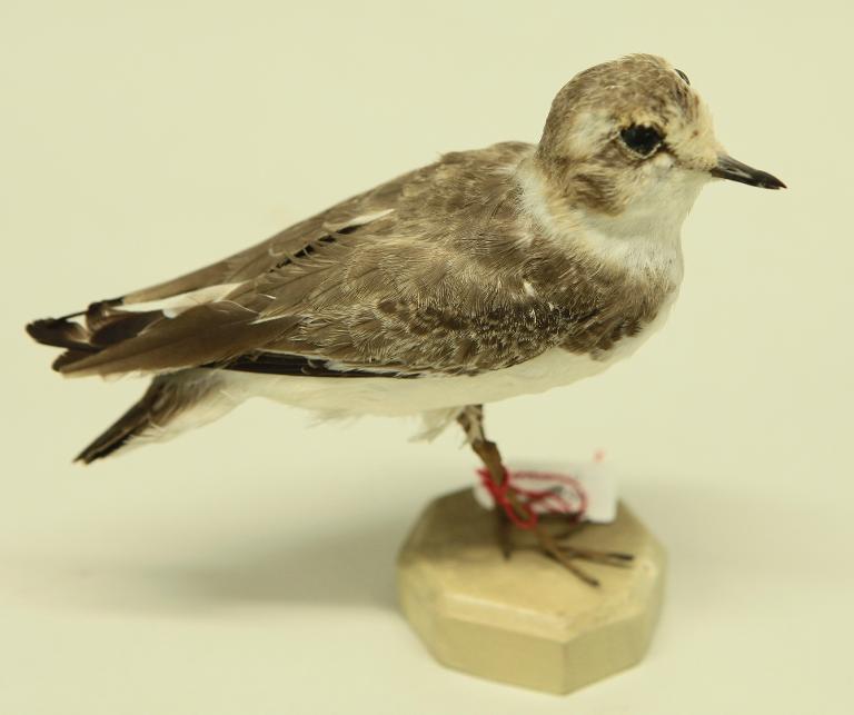 animal naturalisé : oiseau : Gravelot à collier interrompu