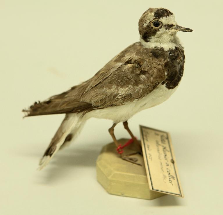 animal naturalisé : oiseau : Petit gravelot