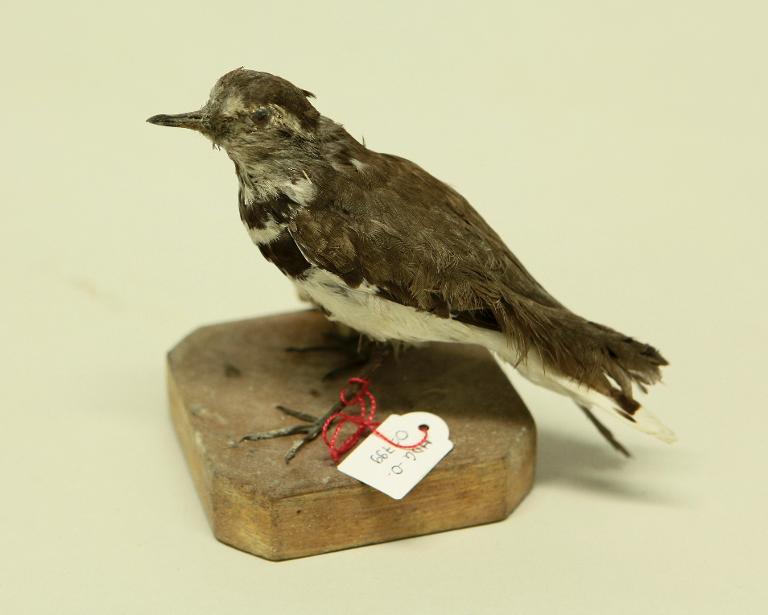 animal naturalisé : oiseau : Gravelot à triple collier