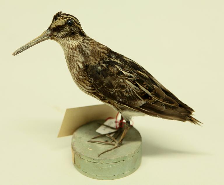 animal naturalisé : oiseau : Bécassine sourde