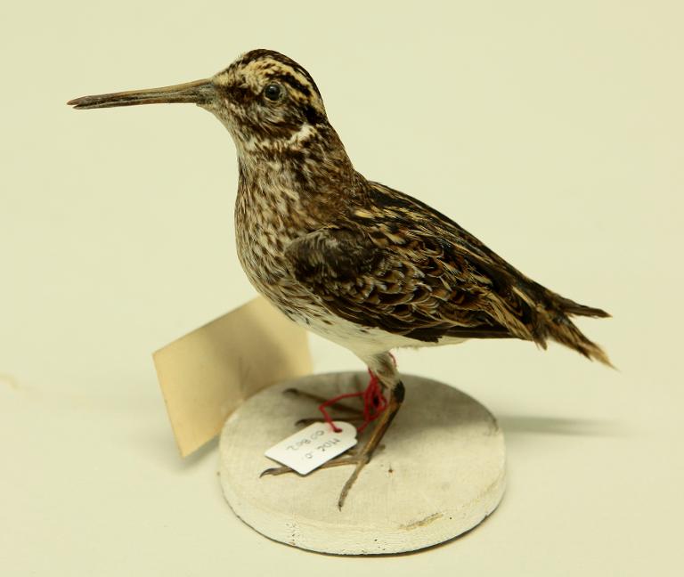 animal naturalisé : oiseau : Bécassine sourde