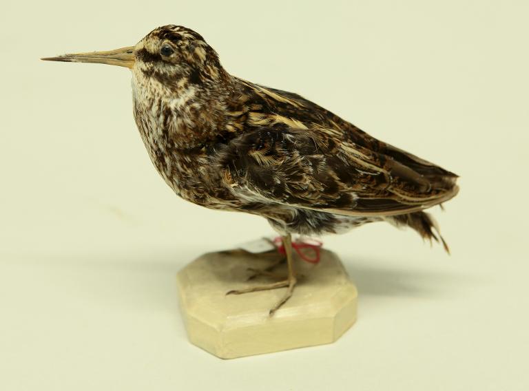 animal naturalisé : oiseau : Bécassine sourde