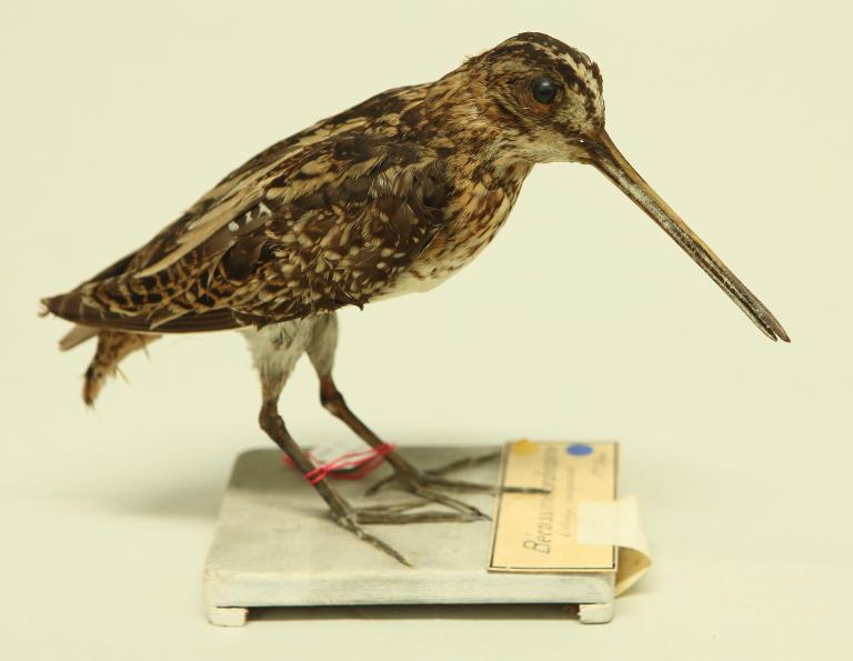 animal naturalisé : oiseau : Bécassine des marais