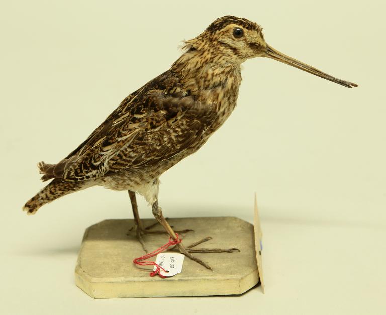 animal naturalisé : oiseau : Bécassine des marais