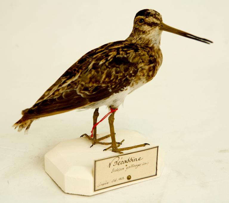animal naturalisé : oiseau : Bécassine des marais