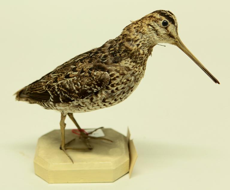 animal naturalisé : oiseau : Bécassine double
