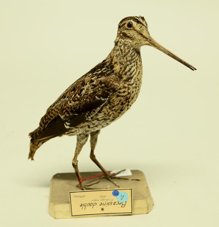 animal naturalisé : oiseau : Bécassine double