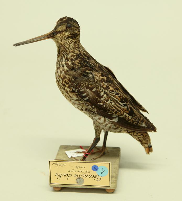 animal naturalisé : oiseau : Bécassine double