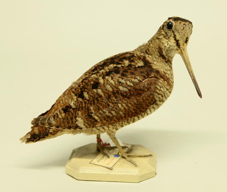 animal naturalisé : oiseau : Bécasse des bois