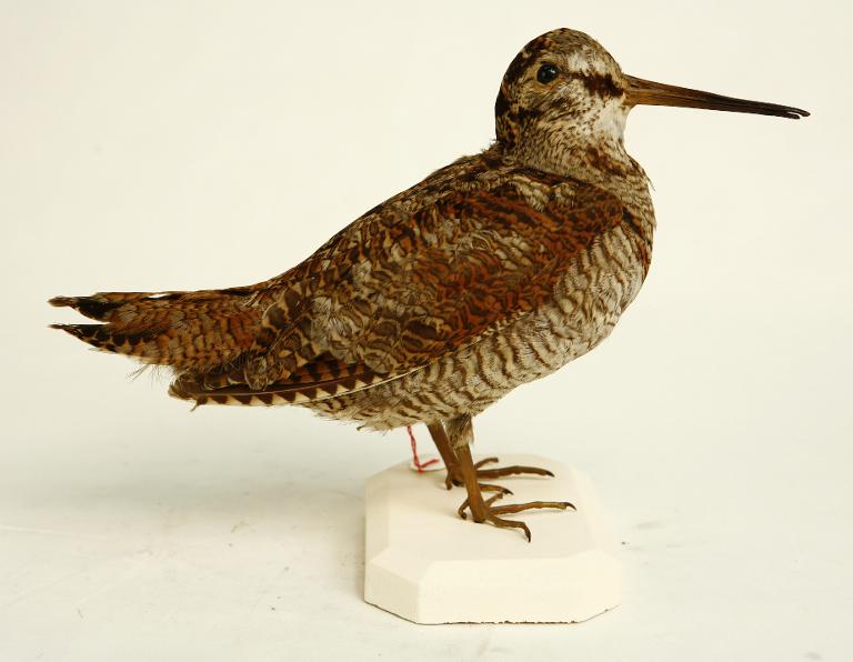 animal naturalisé : oiseau : Bécasse des bois