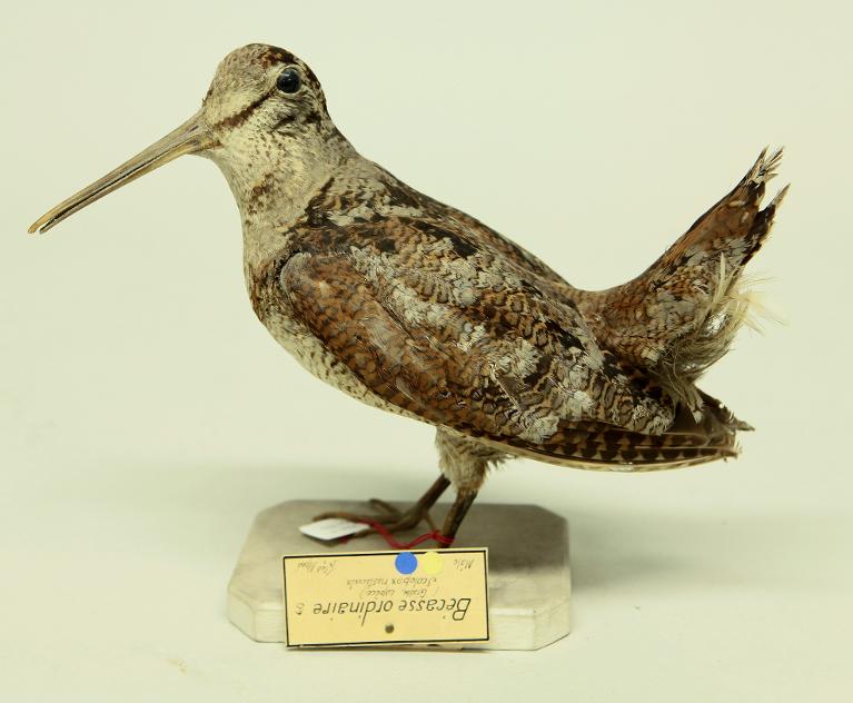 animal naturalisé : oiseau : Bécasse des bois