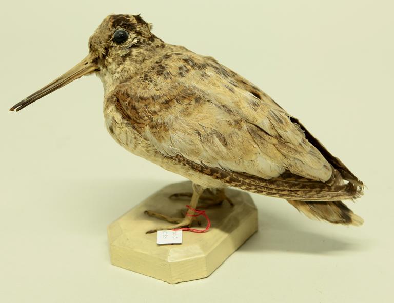 animal naturalisé : oiseau : Bécasse des bois