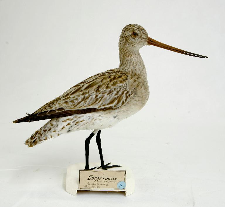 animal naturalisé : oiseau : Barge rousse