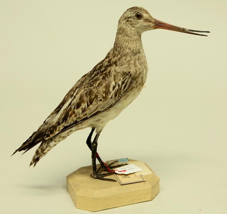 animal naturalisé : oiseau : Barge rousse