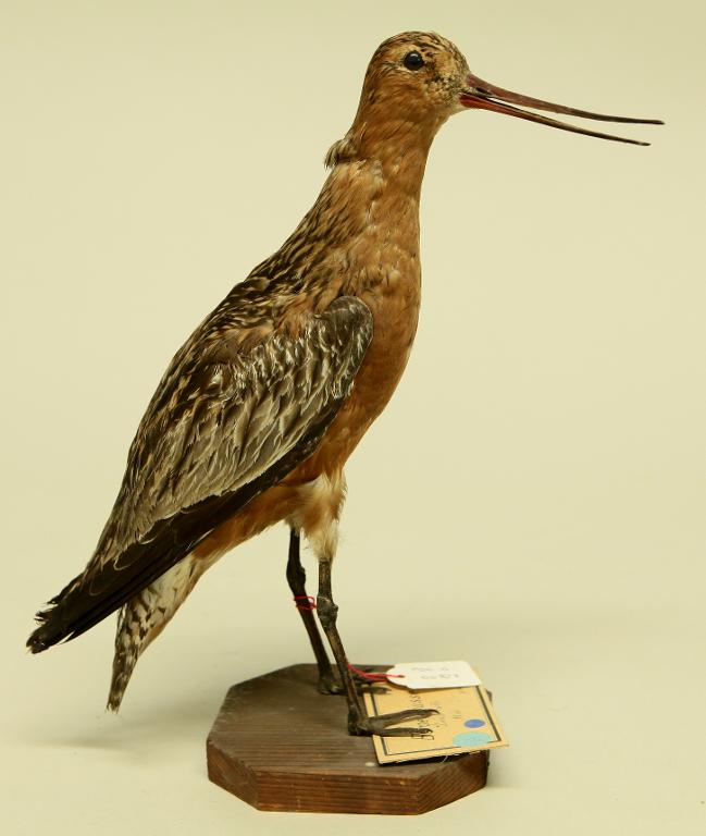 animal naturalisé : oiseau : Barge rousse