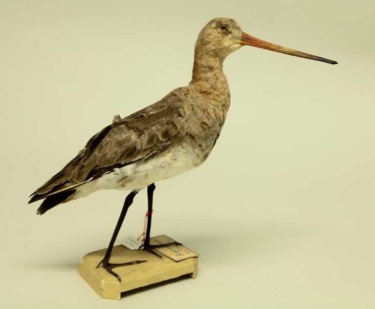 animal naturalisé : oiseau : Barge à queue noire