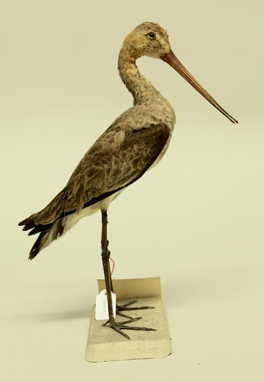 animal naturalisé : oiseau : Barge à queue noire