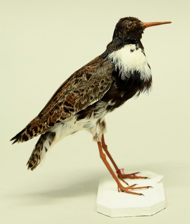 animal naturalisé : oiseau : Combattant varié