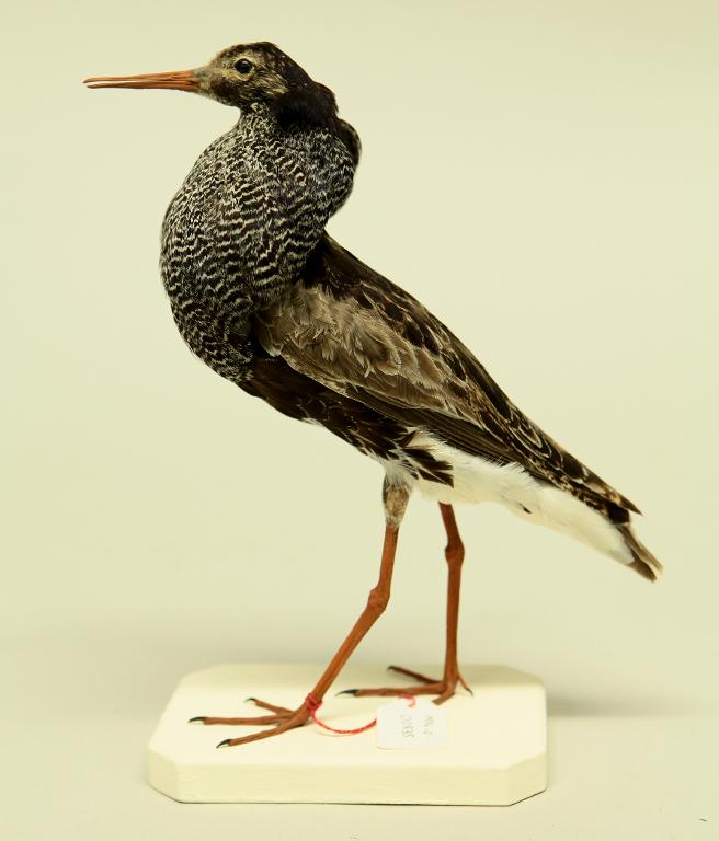 animal naturalisé : oiseau : Combattant varié