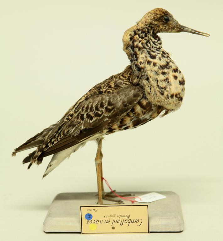 animal naturalisé : oiseau : Combattant varié