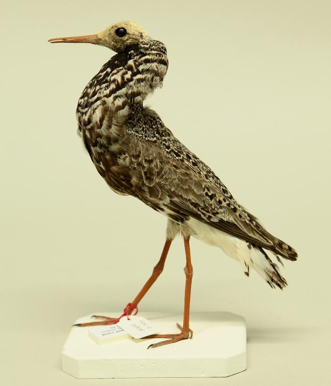 animal naturalisé : oiseau : Combattant varié