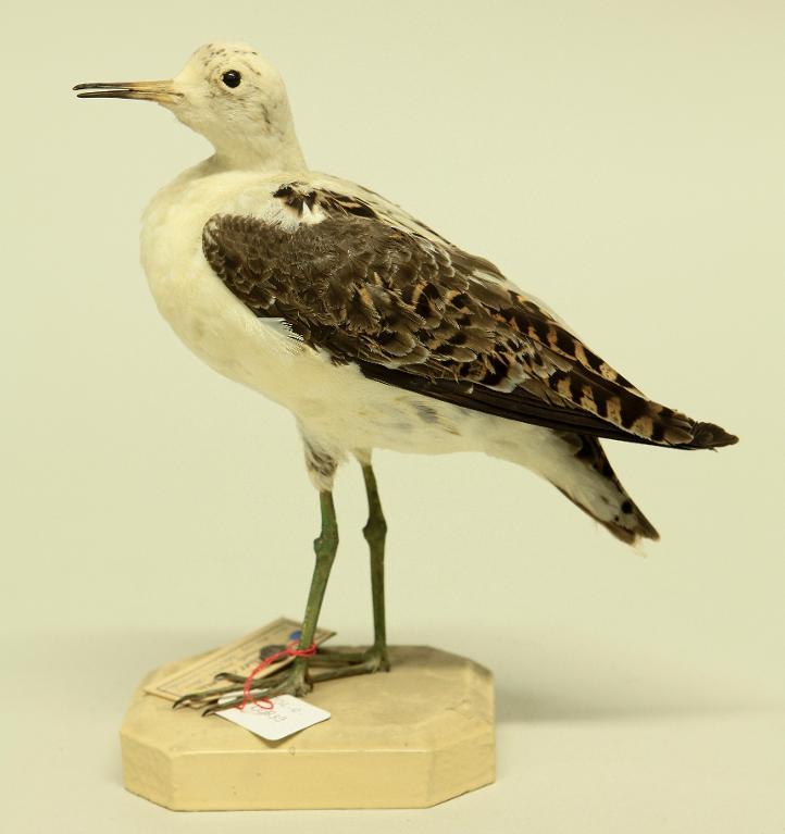 animal naturalisé : oiseau : Combattant varié