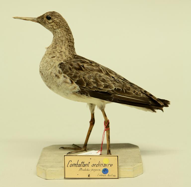 animal naturalisé : oiseau : Combattant varié