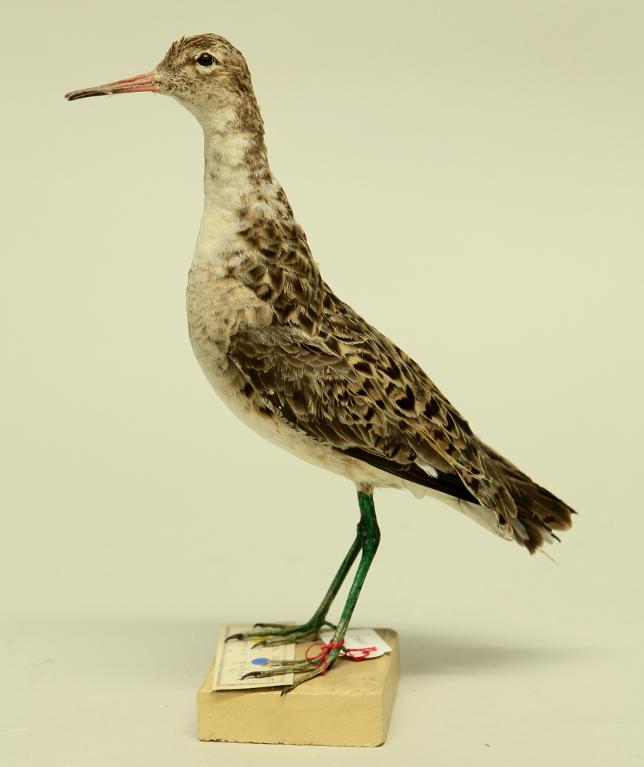 animal naturalisé : oiseau : Combattant varié