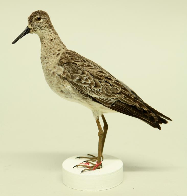 animal naturalisé : oiseau : Combattant varié