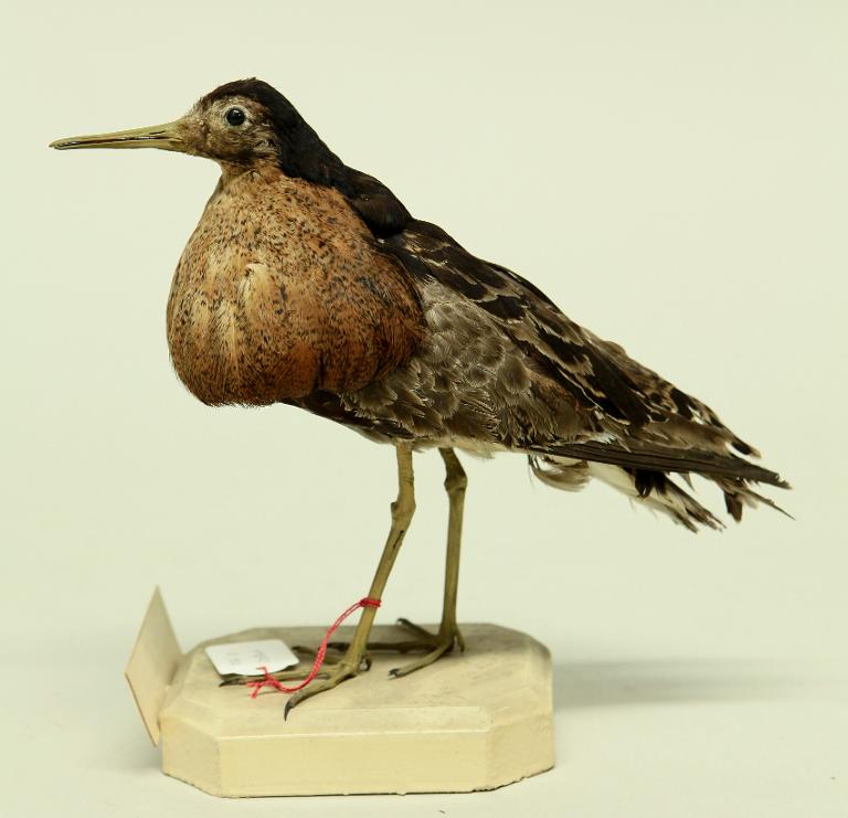 animal naturalisé : oiseau : Combattant varié