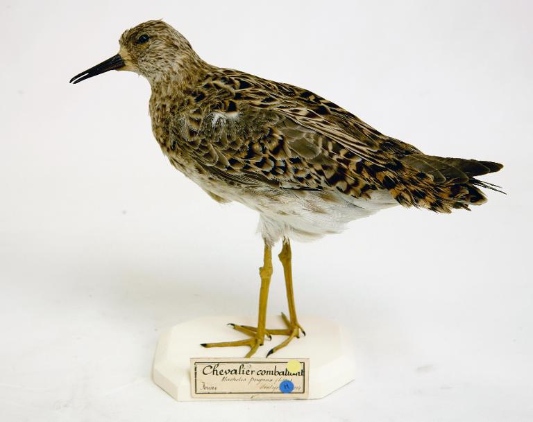 animal naturalisé : oiseau : Combattant varié