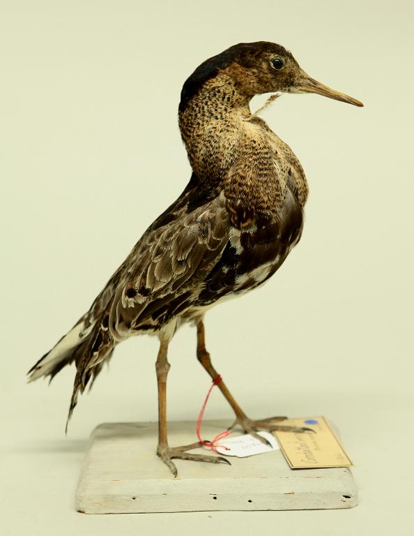 animal naturalisé : oiseau : Combattant varié