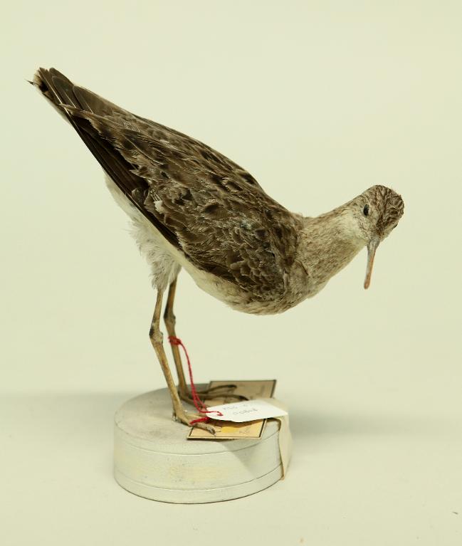 animal naturalisé : oiseau : Combattant varié