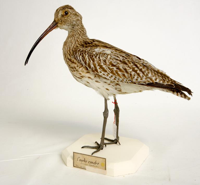 animal naturalisé : oiseau : Courlis cendré